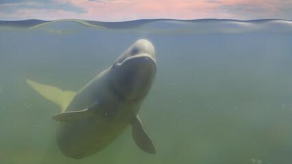 Wall Mural - Beluga, white arctic whale swimming in the ocean