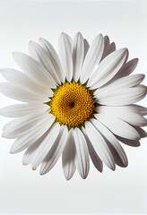 Canvas Print - daisy with Generative AI