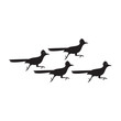 roadrunner bird logo icon vector