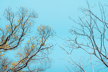 Poster - Low angle view of bare tree against blue sky