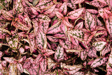 Wall Mural - Colorful leaves of Red Fittonia albivenis plant