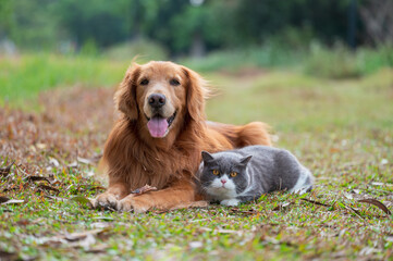 Wall Mural - Golden retriever and british shorthair cat huddling together on the grass