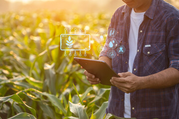 Farmer using digital tablet in corn crop cultivated field with smart farming interface icons and light flare sunset effect. Smart and new technology for agriculture business concept.