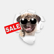 Funny Pug puppy wearing sunglasses looking through a hole in white paper and shows signboard with labeled 
