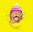 Happy Mastiff puppy wearing warm hat looking through a hole in yellow paper
