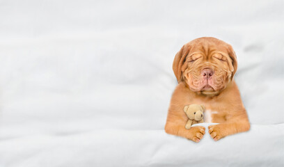 Aufkleber - Unhappy Mastiff puppy sleeps under white blanket on a bed at home and hugs favorite toy bear. Top down view