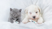 Sick Kitten And Bichon Frise Puppy Sleep With Lying With Thermometer On A Bed At Home. Top Down View