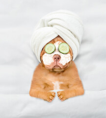 Fototapete - Funny Mastiff puppy with towel on his head, with cream on his face and with a piece of cucumber on his eyes relaxing on the bed at home. Top down view