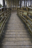 Fototapeta Pomosty - Wooden footbridge in a forest