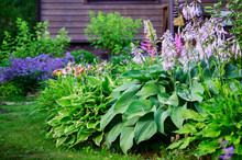 Blooming June Or July Summer Cottage Garden. Beautiful View With Hosta, Day-lily, Catnip (nepeta) And Wooden House On Background