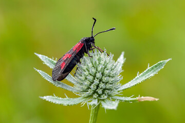 Wall Mural - a beautiful butterfly sits on a lonely plant in the morning dew on a natural blurred background