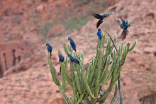 A Group Of Indigo Macaws (Lear's Macaws) On A Cactus
