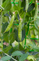 Sticker - green peas growing in the garden