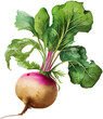 watercolor illustration of a turnip on transparent background