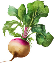 Watercolor Illustration Of A Turnip On Transparent Background