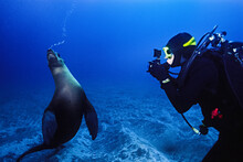 Female Diver Photographs A Playful California Sea Lion.