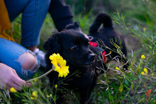 Black Dog In The Forest Next To A Yellow Flower.