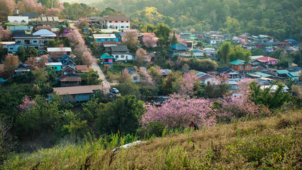 landscape of Beautiful Wild Himalayan Cherry Blooming pink Prunus cerasoides flowers at Phu Lom Lo Loei and Phitsanulok of Thailand