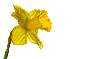 Canvas Print - Narcissus, one yellow Daffodil flower isolated on white background, close up. Beautiful Spring holiday Easter flower blooming