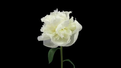 Wall Mural - Time lapse of dying white Peony (Paeonia) flower in RGB + ALPHA matte format isolated on black background
