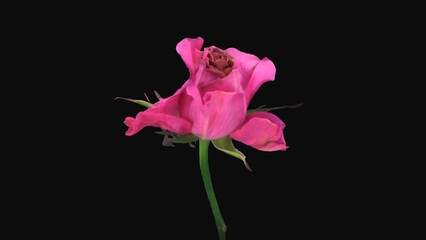 Wall Mural - Time lapse of dying beautiful pink Ballet rose with ALPHA transparency channel isolated on black background
