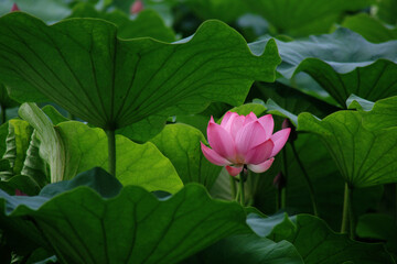 Wall Mural - Lotus and lotus leaves