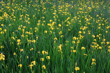 Sticker - yellow flower bed