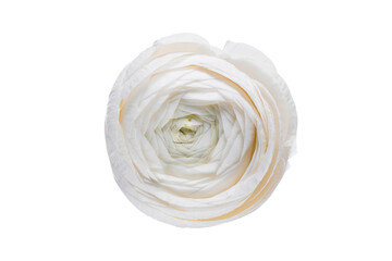 Wall Mural - White ranunculus flower.  Easter or Woman's day greeting card. Isolated on white background. Full Depth of field. Focus stacking.