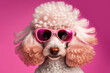 Generative AI image of a funny white poodle dog wears pink sunglasses at studio isolated over pink background. Mascot, puppy, animal concept.