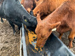 Cattle eating grain in feed trough closeup