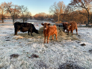 Wall Mural - Cows eating hay in winter time with frosty morning