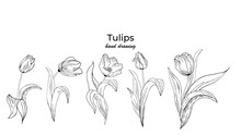 A Large Set Of Different Original Tulip Flowers. Contour Hand Drawing