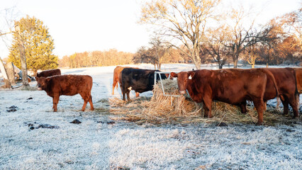 Wall Mural - Cattle in a winter pasture eating hay on a frosty morning