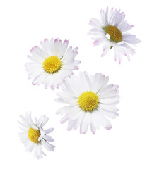 Wall Mural - A beautiful white daisy or chamomile flower