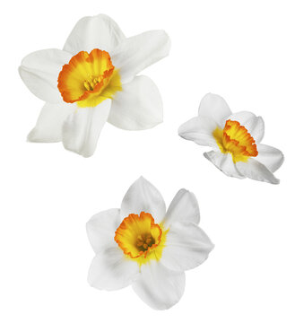 A beautiful white nascissus flower falling in the air isolated