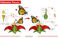 The Process Of Pollinating Plants By Butterflies