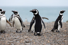 Magellanic Penguins At The Beach Of Cabo Virgenes At Kilometer 0 Of The Famous Ruta40 In Southern Argentina, Patagonia, South America 

