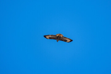 Wall Mural - beautiful specimen of eagle on the background of the blue sky