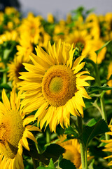 Sticker - Sunflower natural background, Sunflower blooming, Close-up of sunflower