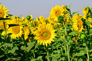 Poster - Sunflower natural background, Sunflower blooming, Close-up of sunflower