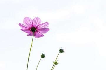 Wall Mural - Beautiful pink color cosmos flower on white sky background