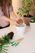 © stenkovlad - Home gardening transporting indoor plants to new pots. REPOTTING PLANTS