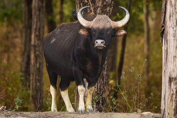 Wall Mural - Gaur or Indian Bison or bos gaurus a showstopper closeup or portrait and black drongo bird on his back in morning safari at kanha national park forest or tiger reserve madhya pradesh india asia