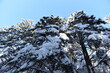Drzewa w śniegu