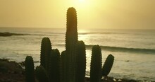 Close-up Of Prickly Cactus Bush Outdoor On Ocean Beach Background At Sunset Light. Calima Weather.