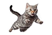  Jump American Shorthair On Isolated White Background