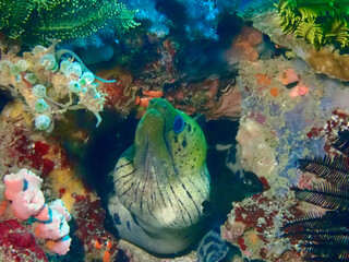 Moray eel peeks out of a hole among corals.