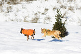 Fototapeta Psy - belgian shepherd malinois wearing an orange coat in the snow and border collie crossbreed dog with basque shepherd running together happily