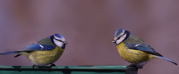 two blue tits sit on a feeder, against a blurred pink background