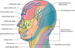 Medical illustration of the major facial nerves, with annotations.